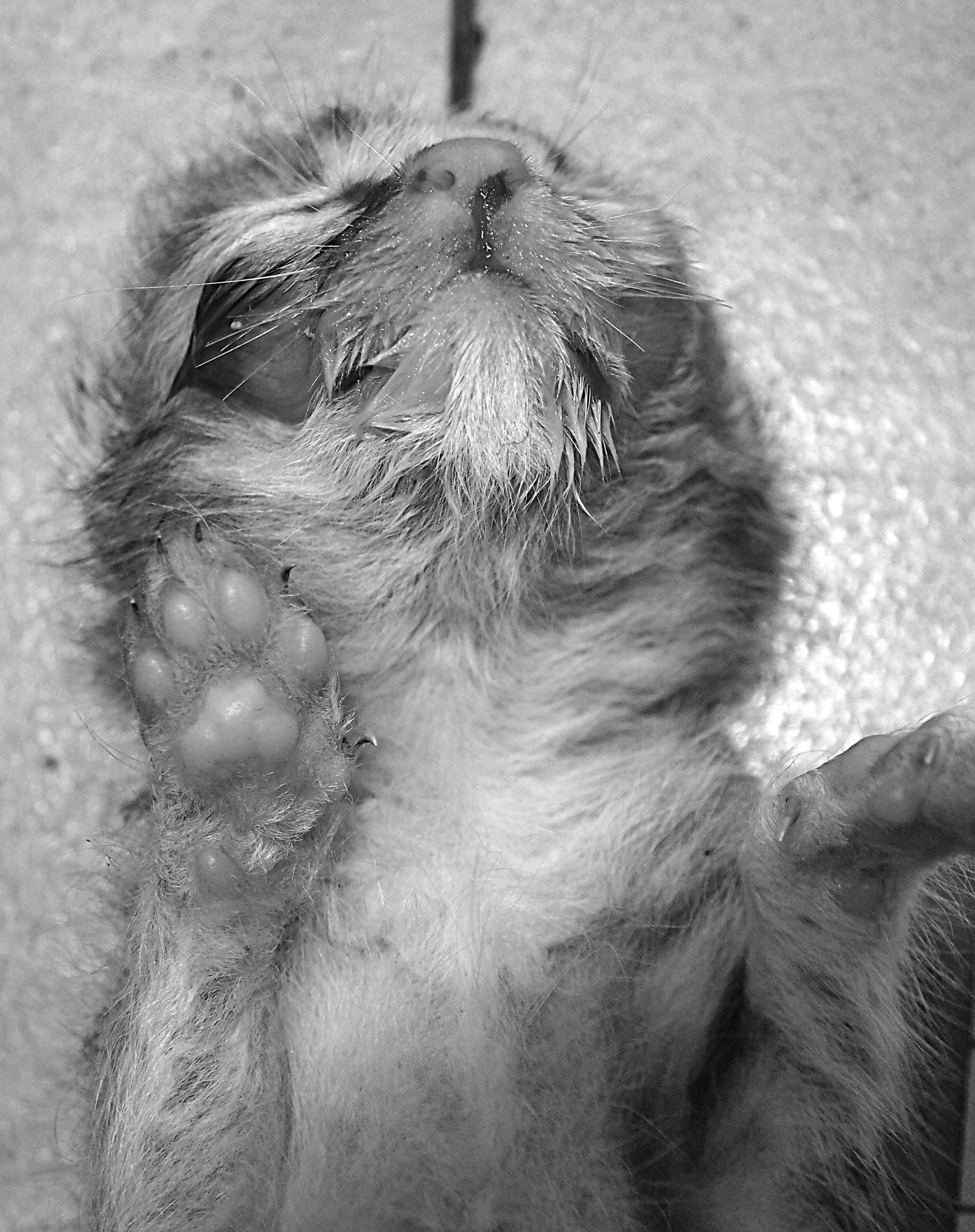 小猫遗照
